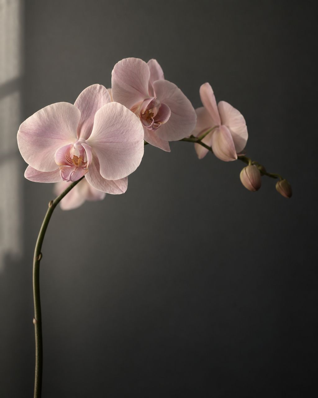 A pale pink orchid on a charcoal wall
